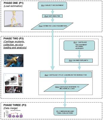 Biomechanical-Based Protocol for in vitro Study of Cartilage Response to Cyclic Loading: A Proof-of-Concept in Knee Osteoarthritis